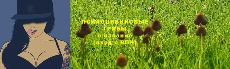 где купить   Зеленогорск  Галлюциногенные грибы MAGIC MUSHROOMS 